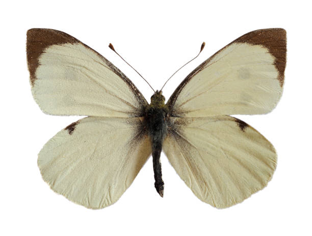 istock Isolated male Large White butterfly 1404267881