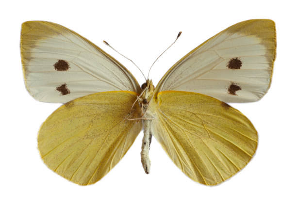 istock Isolated female Large White butterfly 1404268164