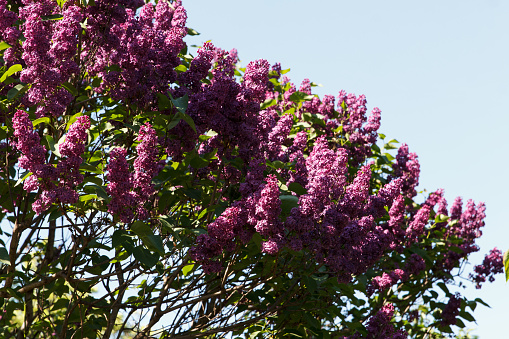 Flower beauty trees purple lilac in park on blue sky background