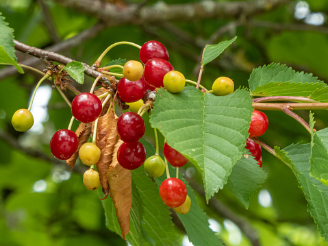 Fruit of a wild cherry (Prunus avium) also known as sweet cherry, gean or bird cherry with fruits in different states of ripeness