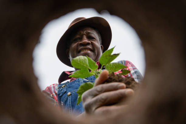 アフリカの農家が畑にトマトの植物を植えている、下からの写真。 - planting tomato vegetable garden vegetable ストックフォトと画像