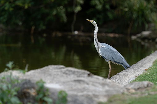 A grey heron fishing in the lake of Park des Buttes-Chaumont
