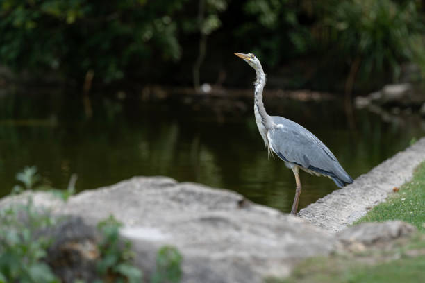 Paris, France - 06 19 2022: A grey heron fishing in the lake of Park des Buttes-Chaumont A grey heron fishing in the lake of Park des Buttes-Chaumont ornithology stock pictures, royalty-free photos & images