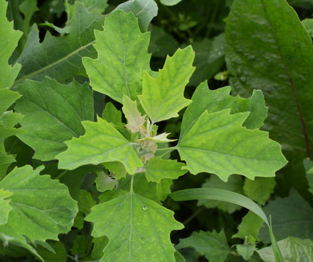 istock In nature, the grows orach (Chenopodium album) 1404272624