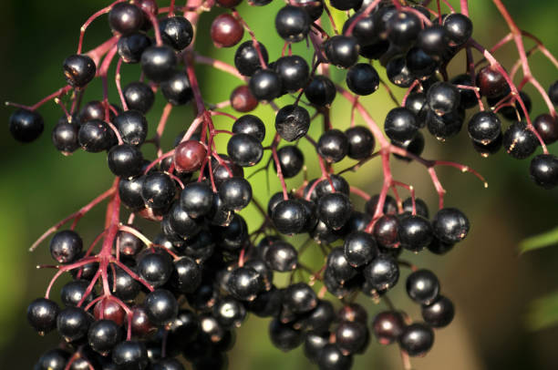 istock Bunch of elderberries with ripe berries 1404273714