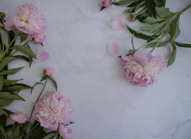 istock Beautiful peony flower on a light background frame 1404274038