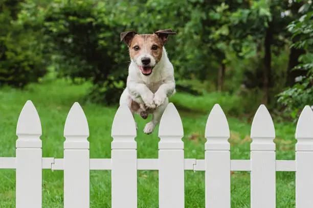 Photo of Cute happy dog jumping over fence of back yard to greet owner