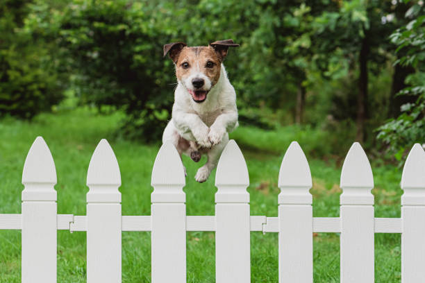 cachorro feliz fofo pulando cerca do quintal para cumprimentar o dono - hurdle competition hurdling vitality - fotografias e filmes do acervo
