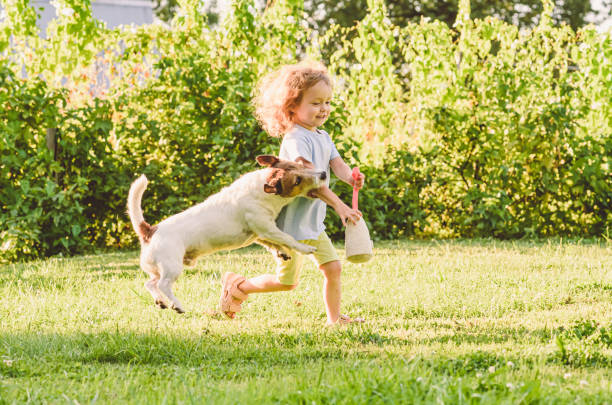 pies domowy przypadkowo gryzący ramię małej dziewczynki podczas gry na trawniku przydomowym - biting zdjęcia i obrazy z banku zdjęć