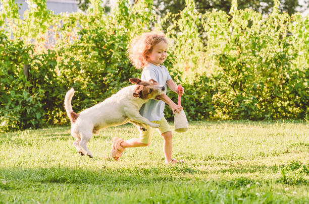 domestic dog accidentally biting little girl's arm during game at backyard lawn - biting imagens e fotografias de stock