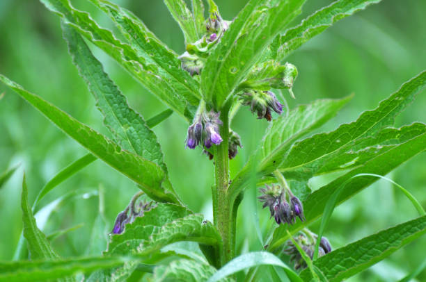 istock In the meadow, the comfrey (Symphytum officinale) is blooming 1404274166