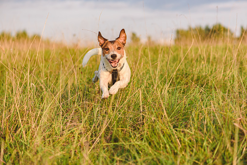Healthy and strong dog running at camera in nature