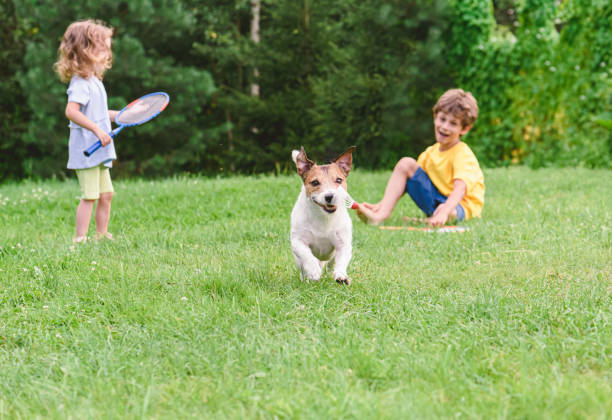Mischievous evil dog stealing badminton birdie from children playing with rackets on green grass turf