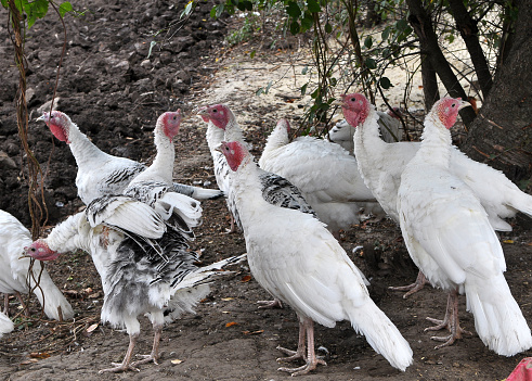 Herd of home turkeys in a rural backyard