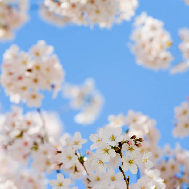 istock Cherry Blossom On Beautiful Morning 1404274983