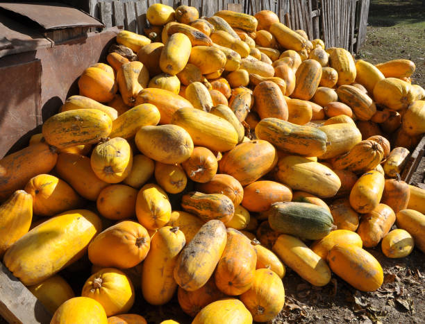 istock In the pile are collected squash and pumpkins 1404275056