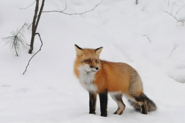 Red fox close-up profile view in the winter season in its environment and habitat with snow background displaying bushy fox tail, fur and looking to the right side.