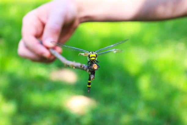 Big yellow dragonfly resting on a branch