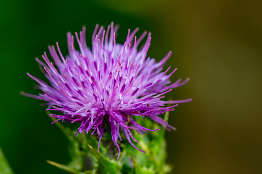 Pink flowering thistle Cardus marianus or Saint Mary's thistle (Silybum marianum)on background of blurred greens. Milk thistle is valuable plant used for medicinal purposes. Selective focus close-up