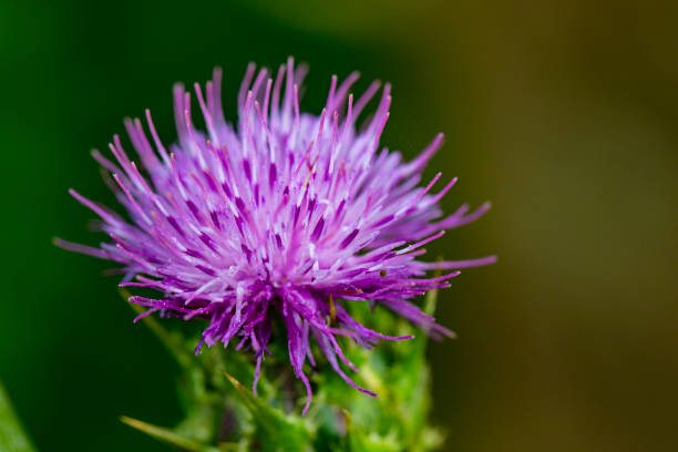 Silybum marianum flower close-up stock photo