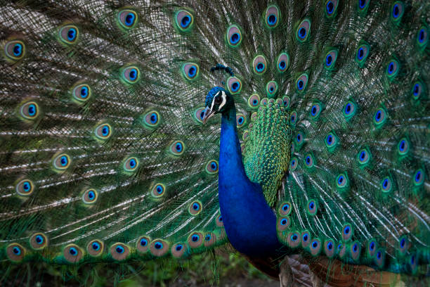 istock A beautiful male peacock 1404276550