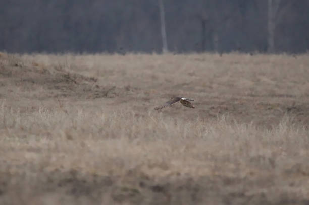 istock Soaring Bird of Prey 1404277895