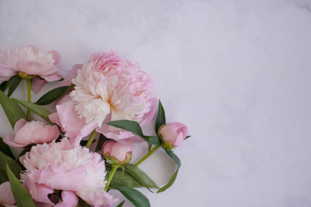 istock Beautiful peony flower on a light background frame 1404279130