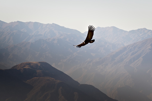 Cóndor andino (Vultur gryphus) que se eleva sobre las montañas de los Andes cerca de Tupungato, provincia de Mendoza, Argentina. photo