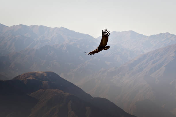 andean condor (vultur gryphus) soaring over the andes montains near tupungato, province of mendoza, argentina. - argentina landscape scenics south america imagens e fotografias de stock