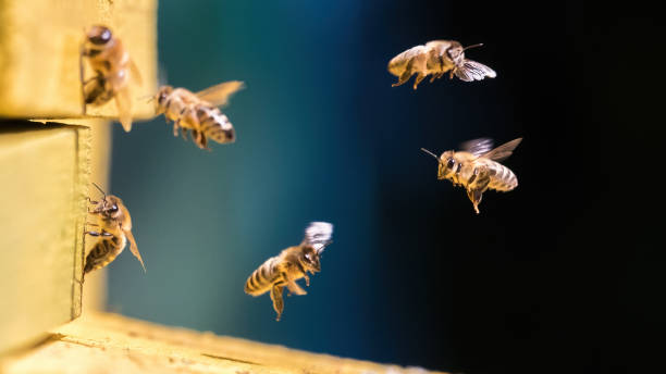 eine gruppe von bienen in der nähe des bienenstocks im flug - bienenstock stock-fotos und bilder