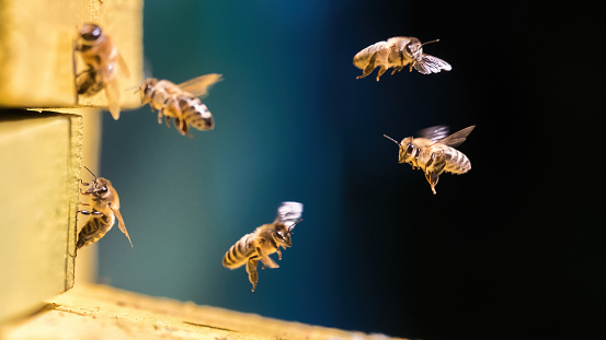 A group of bees near the hive in flight