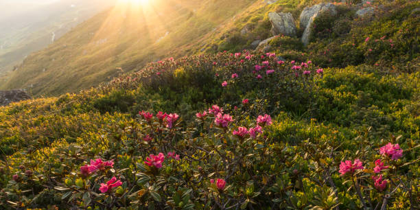 panorama das rosas alpinas ao pôr do sol - european alps tirol rhododendron nature - fotografias e filmes do acervo