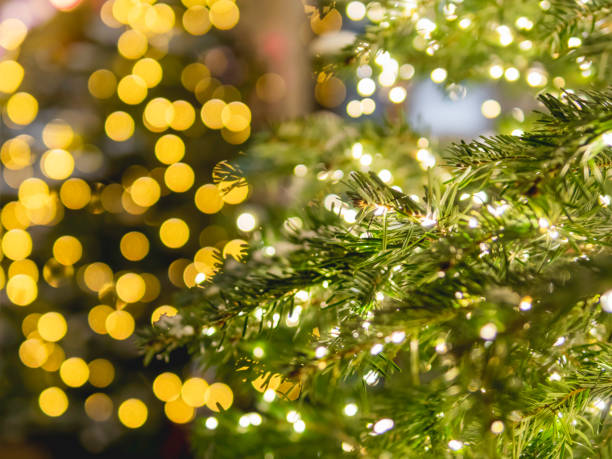 istock Christmas tree with light bulbs. Natural coniferous tree decorated for New Year celebration. Festive illumination. 1404280636