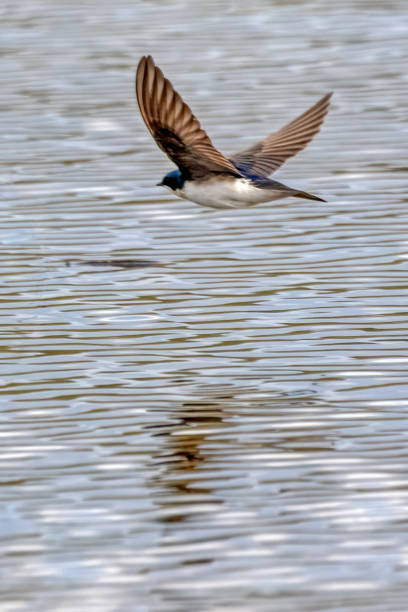 istock tree swallow flying over water, British Columbia, Canada 1404280809