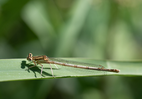 Close-up of a light-colored feather dragonfly (Platycnemis pennipes) perched on a blade of grass against a green background. There is space for text