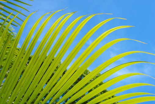 Close up view of green leaf in nature or park with blue sky in the background
