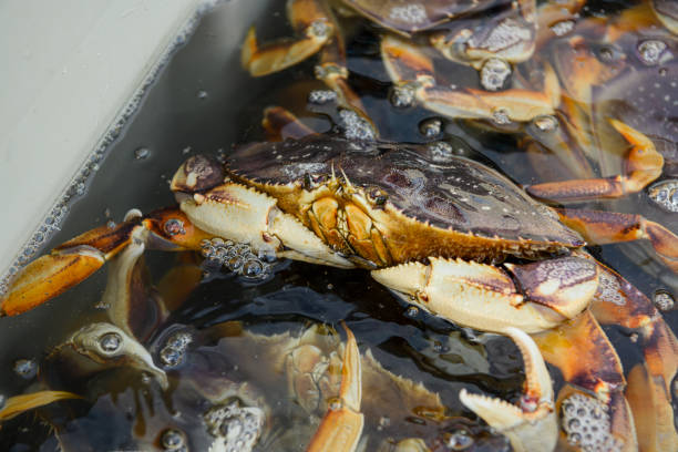 Live Dungeness Crabs Offloaded Into Shipping Totes