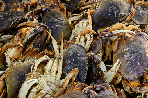 Live dungeness crabs (Metacarcinus magister) being fishing boat offloaded, into a large insulated shipping totes, for transport to market.\n\nTaken in Half Moon Bay, California, USA