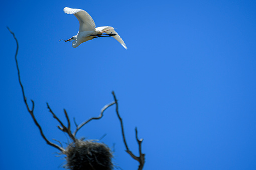 Great egret (Ardea alba) captured in mid-air flying over natural ocean slough, spring nesting area.