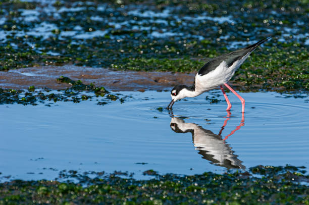 istock Black-winged Stilt Foraging in Fresh water Marsh 1404281558