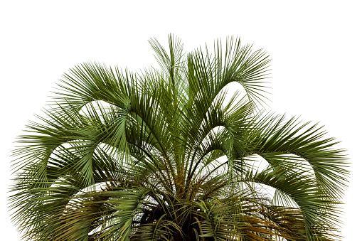 Closeup top part of Palm tree, white background with copy space, full frame horizontal composition