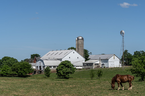 Horse grazing in meadow on Amish Farm with white barn and windmill in Lancaster County, Pennsylvania