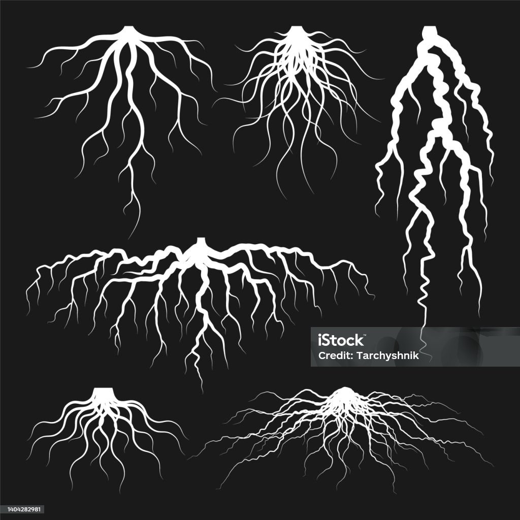 Plan Tree Roots Various Realistic Tree Or Shrub Roots Parts Of Plant Root System With ...