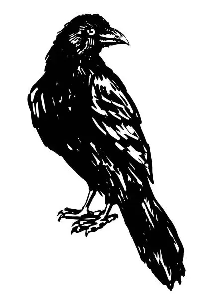 Vector illustration of Black raven bird, standing crow. Hand drawn halloween vector illustration. Realistic ink sketch of wild animal. Clipart for decor isolated on white.