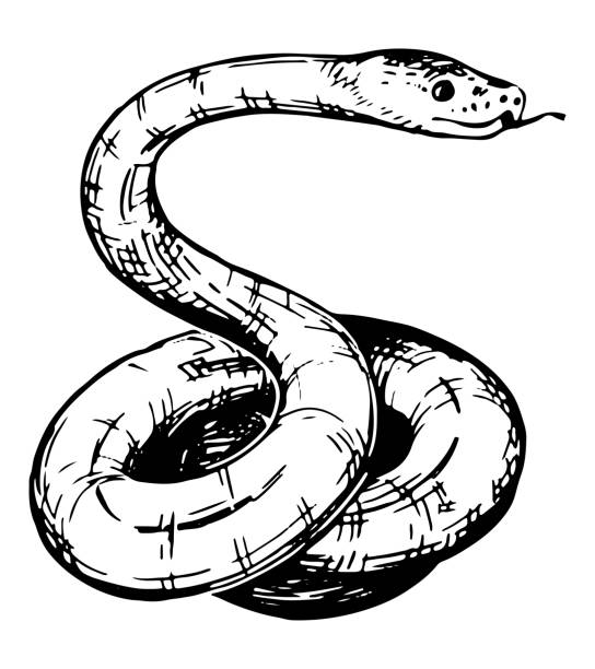 Snake Path Drawing Snake Drawing Realistic
