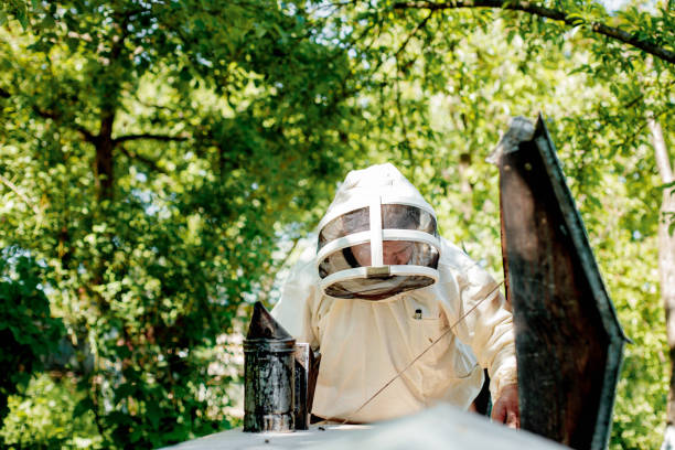 istock A beekeeper in a protective suit shakes the honey frame from bees with a brush. Pumping honey. Apiculture. Beekeeper 1404283090
