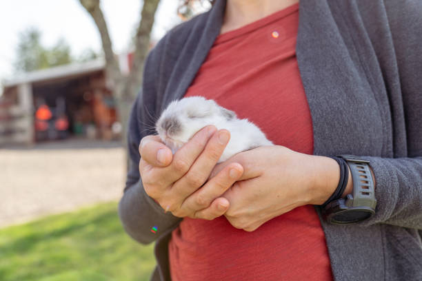 istock Baby bunny sleeping in woman's hands 1404283645