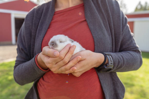 istock Baby bunny sleeping in woman's hands 1404283647