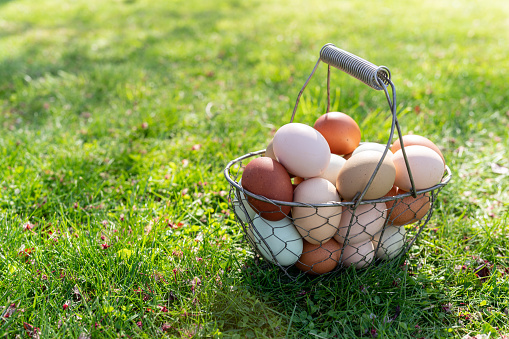 A wire basket filled with farm fresh organic chicken eggs of varying colors sitting in the grass on a sunny day.