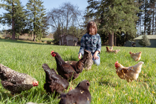 istock Girl in field with free range chickens 1404283658